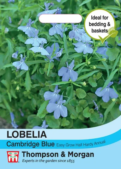 Lobelia Cambridge Blue - image 1