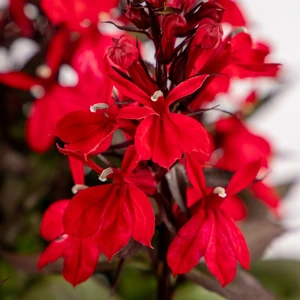 Image Credit: Ball Horticultural Company
