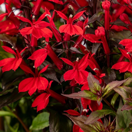Image Credit: Ball Horticultural Company