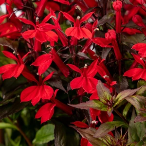 Image Credit: Ball Horticultural Company