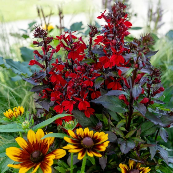 Image Credit: Ball Horticultural Company