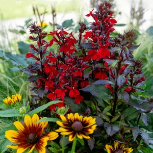 Image Credit: Ball Horticultural Company
