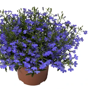 Lobelia 'Laguna Trailing Dark Blue'
