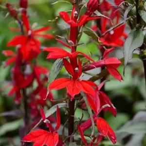 Lobelia cardinalis 'Queen Victoria' 2L - image 1