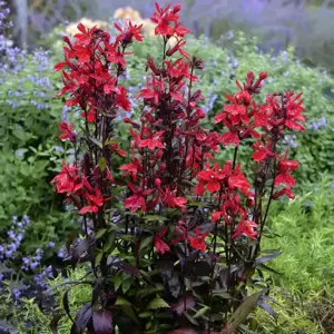 Lobelia cardinalis 'Queen Victoria' 2L - image 2