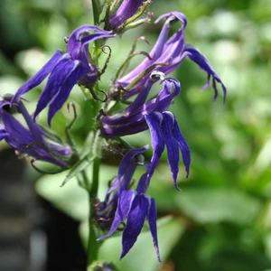 Lobelia siphilitica