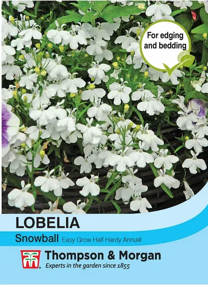 Lobelia Snowball - image 1