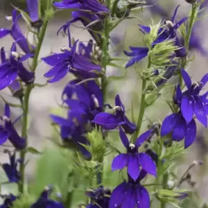 Lobelia 'Starship Blue' 3L - image 4