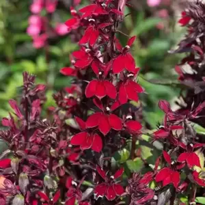 Lobelia 'Starship Burgundy' 3L