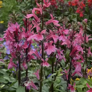 Lobelia 'Starship Deep Rose' 3L - image 3