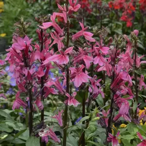 Lobelia 'Starship Deep Rose' 3L - image 2