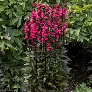 Lobelia 'Starship Deep Rose' 3L - image 3
