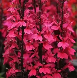 Lobelia 'Starship Deep Rose' 1L