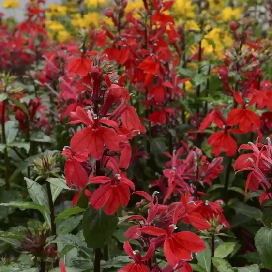 Lobelia 'Starship Scarlet' 3L - image 1
