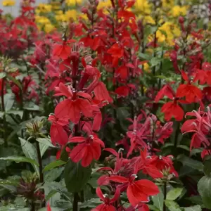 Lobelia 'Starship Scarlet' 2L - image 2