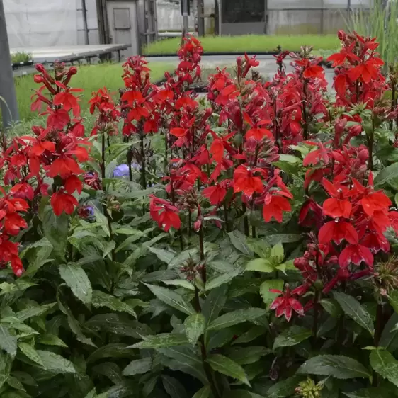 Lobelia 'Starship Scarlet' 2L - image 1