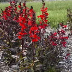 Lobelia 'Starship Scarlet Bronze Leaf' - image 2