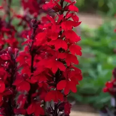Lobelia 'Starship Scarlet Bronze Leaf' - image 1