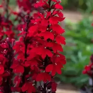 Lobelia 'Starship Scarlet Bronze Leaf' - image 1