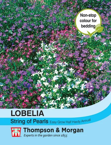 Lobelia String of Pearls Mixed - image 1