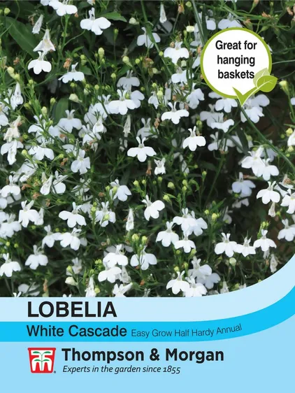 Lobelia (Trailing) White Cascade - image 1