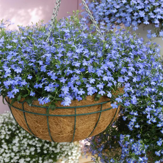 Picture - Ball Horticultural