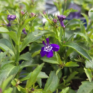 Lobelia 'Waterfall Deep Blue Ice'