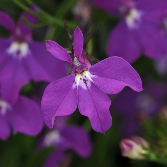 Picture - Ball Horticultural