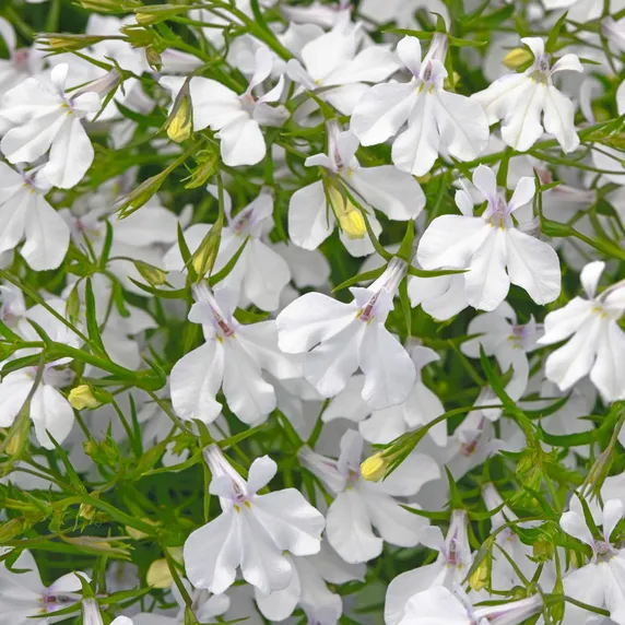 Picture - Ball Horticultural