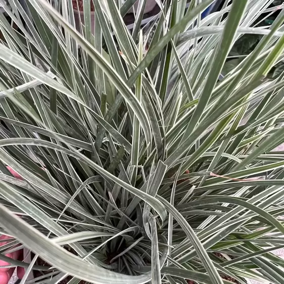 Lomandra longifolia 'Arctic Frost' 9cm - image 1