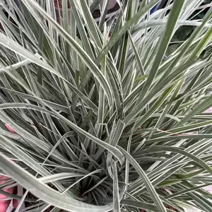 Lomandra longifolia 'Arctic Frost' 9cm - image 3