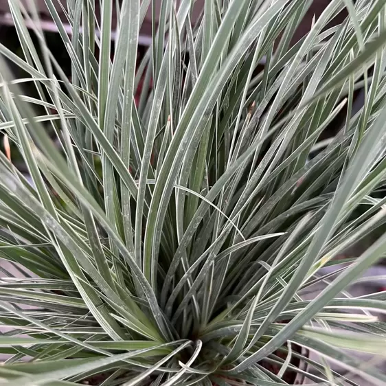 Lomandra longifolia 'Arctic Frost' 9cm - image 2