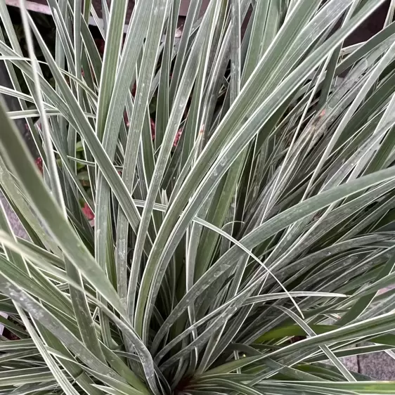 Lomandra longifolia 'Arctic Frost' 9cm - image 3