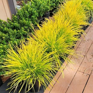 Lomandra longifolia 'Miners Gold' - image 8