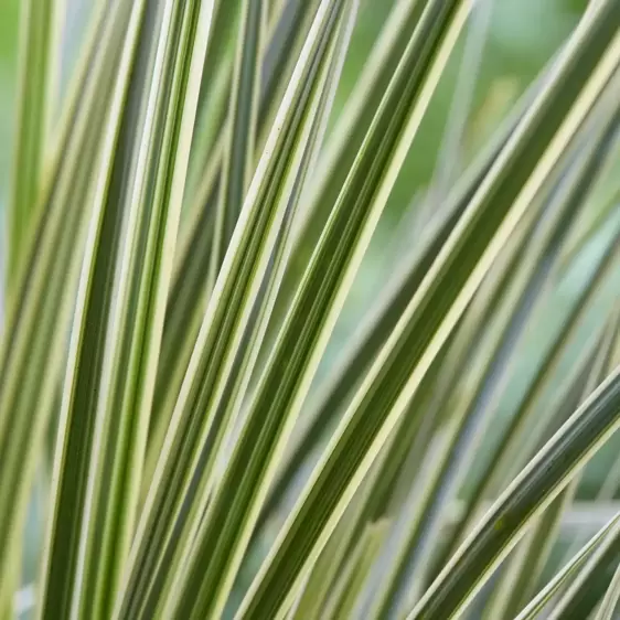 Lomandra longifolia 'White Sands' 5L - image 3