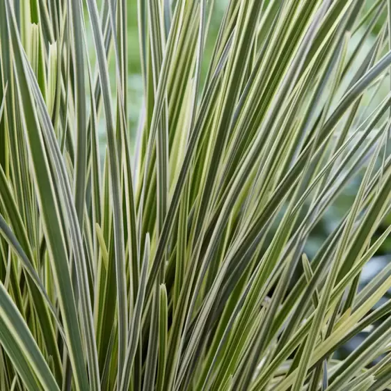Lomandra longifolia 'White Sands' 5L - image 2