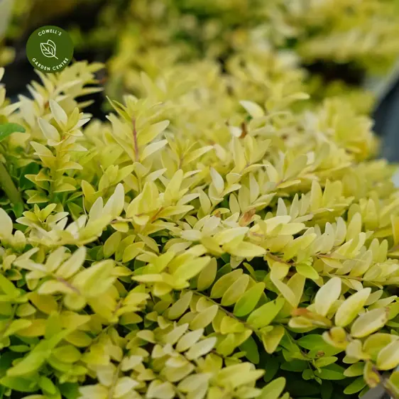 Lonicera ligustrina var. yunnanensis 'Baggesen's Gold' - image 1