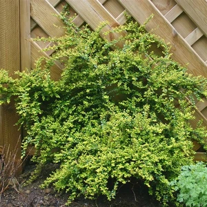 Image Credit: Kernock Park Plants Ltd.