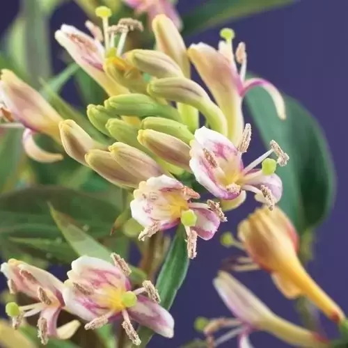 Lonicera henryi 'Copper Beauty' 3L - Cowell's Garden Centre | Woolsington