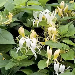 Lonicera japonica 'Cream Cascade'