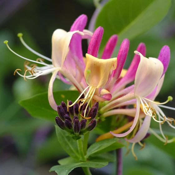 Lonicera japonica 'Darts World'