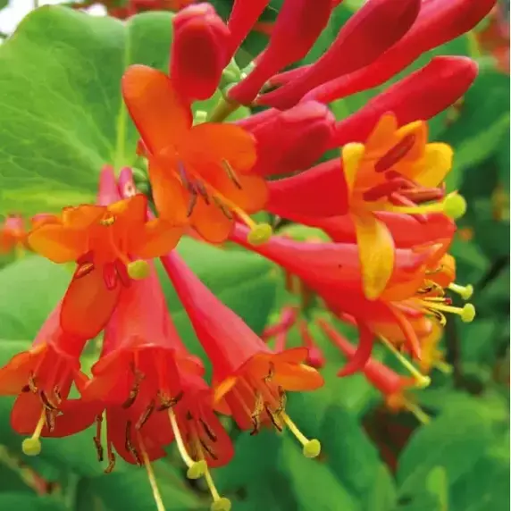 Lonicera × brownii 'Dropmore Scarlet' 3L
