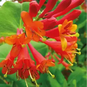 Lonicera × brownii 'Dropmore Scarlet' 3L