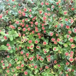 Image Credit: Bred by Peter Moore of Longstock Gardens