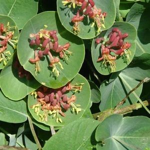 Image Credit: Bred by Peter Moore of Longstock Gardens