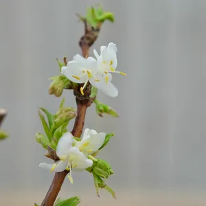 Lonicera fragrantissima - image 2