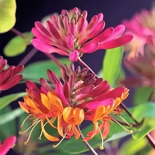 Lonicera x heckrottii 'Goldflame' - Cowell's Garden Centre | Woolsington
