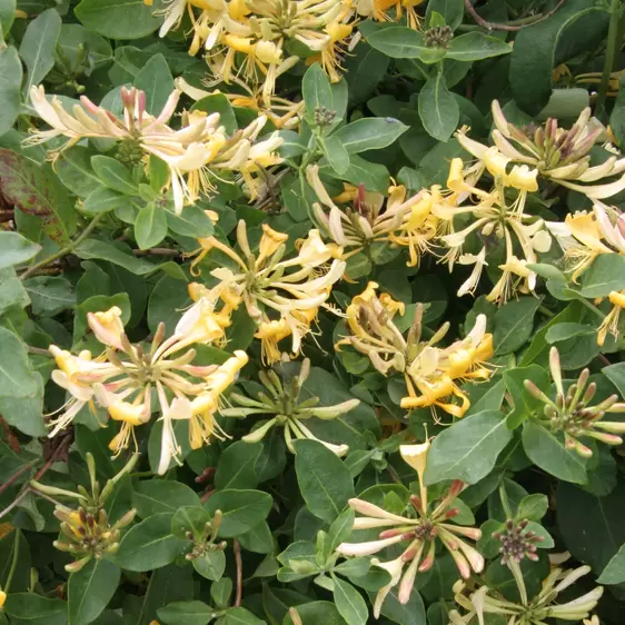 Lonicera periclymenum 'Graham Thomas'