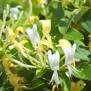 Lonicera japonica 'Hall's Prolific'