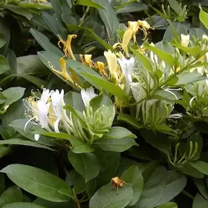 Lonicera japonica 'Halliana' 3L - image 2